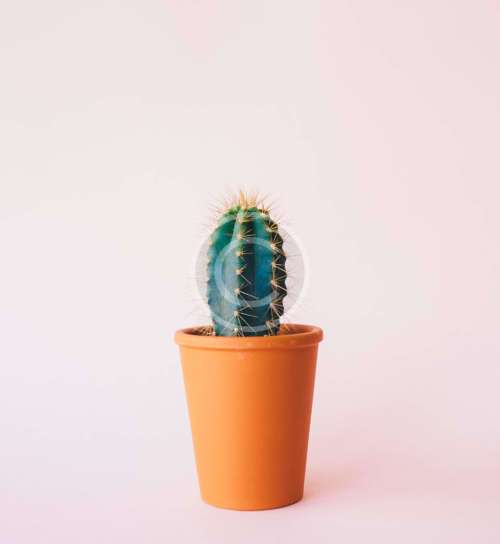 Rebutia donaldiana fiebrigii