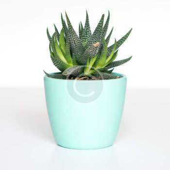 Haworthia veneosa tessellata