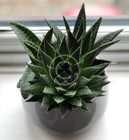 Aloinopsis schooneesii