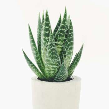 Agave parryi