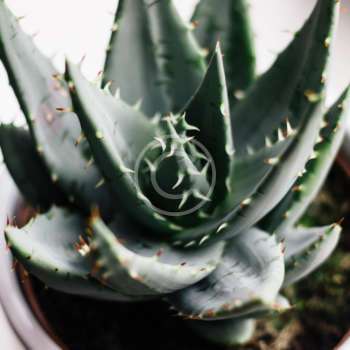 Crassula tetragona